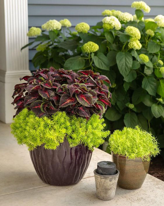 Šilokas daugiametis žalias šliaužiantis