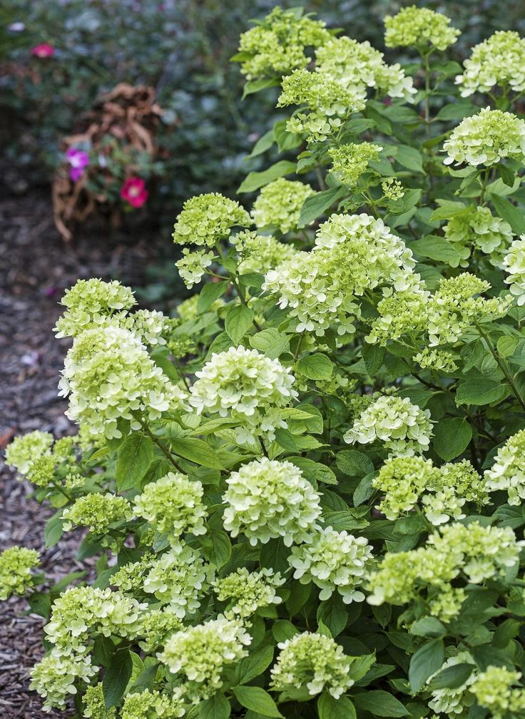 Šluotelinė hortenzija 'Little Lime'
