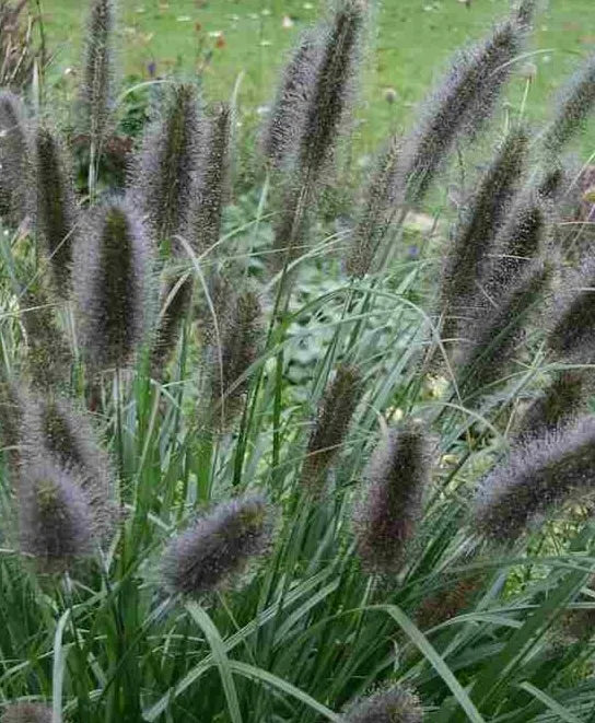 Soruolė 'Black Beauty'