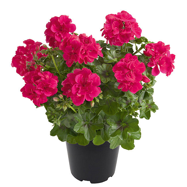 Svyranti Pelargonija tamsiai rožinė