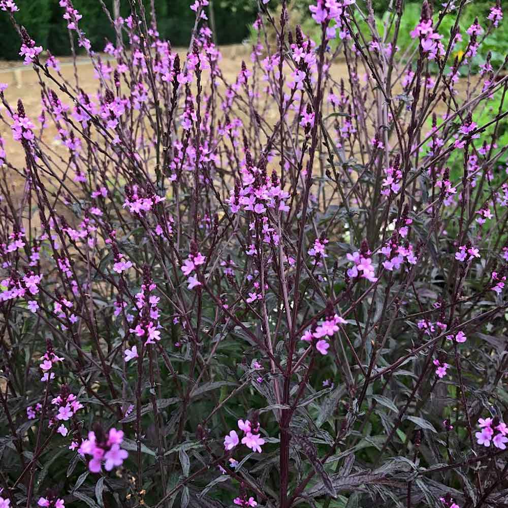 Verbena 'Bampton'