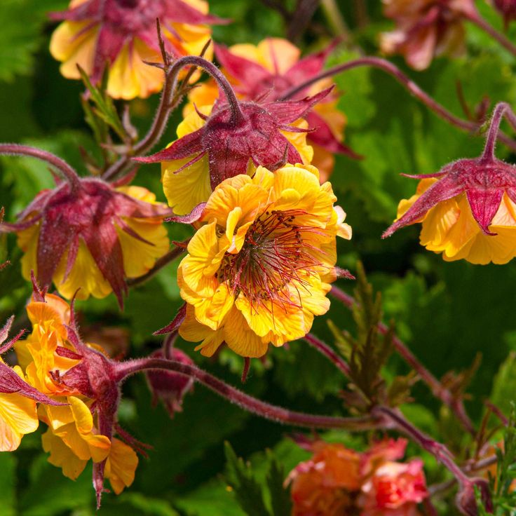 Žiognagė ‘Golden Joy’