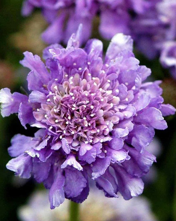 Žvaigždūnė 'Butterfly Blue'