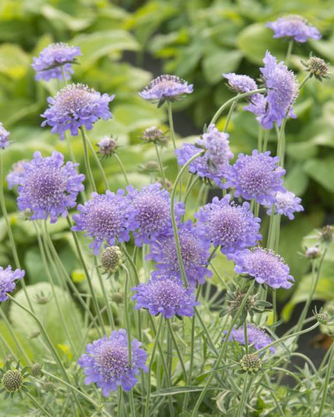 Žvaigždūnė 'Butterfly Blue'
