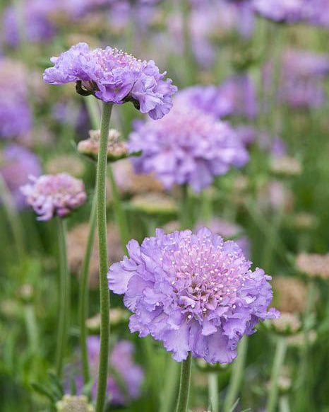 Žvaigždūnė 'Butterfly Blue'