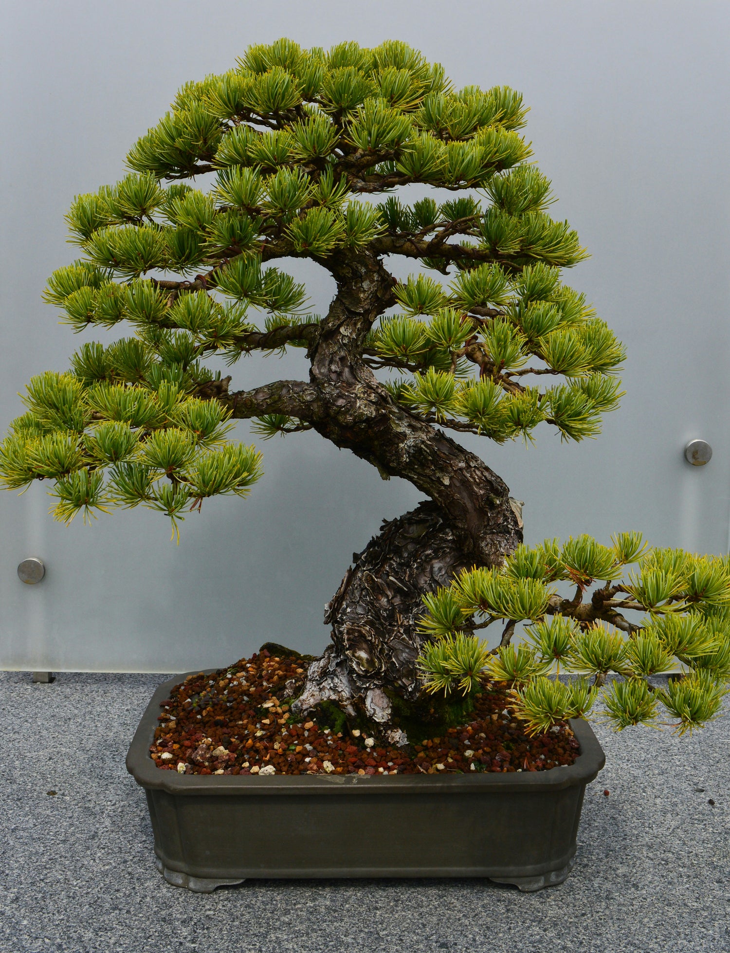 Bonsai