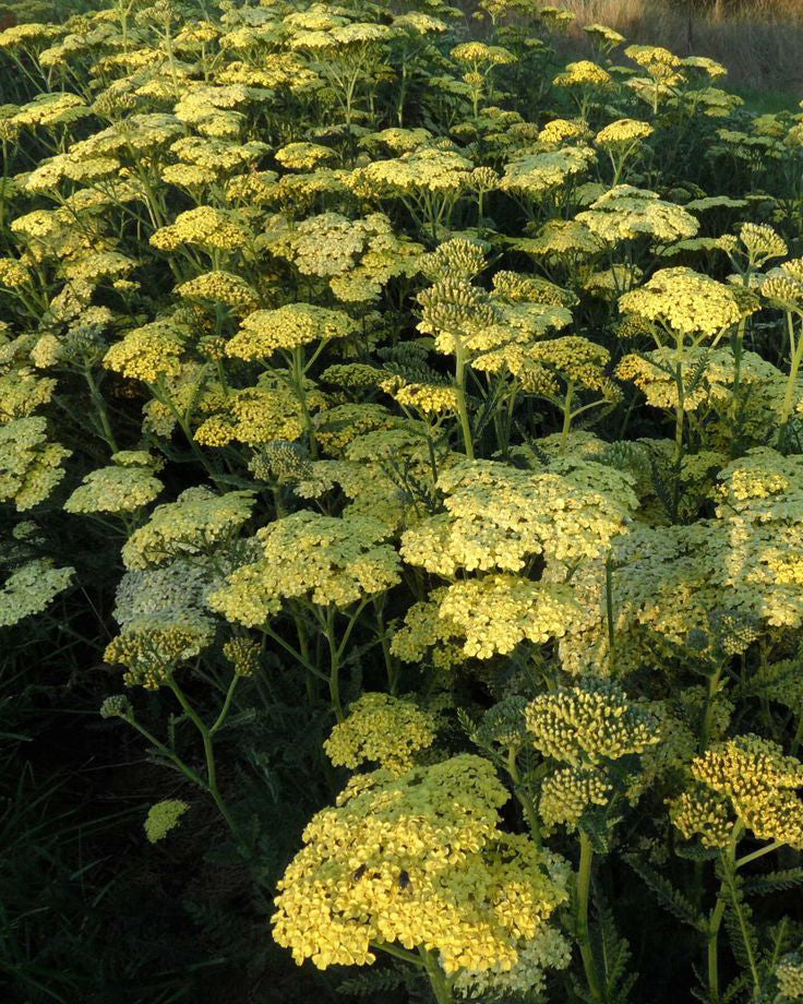 Kraujažolė 'Skysail Yellow'