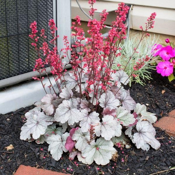 Alūnė ‘Silver Gumdrop’