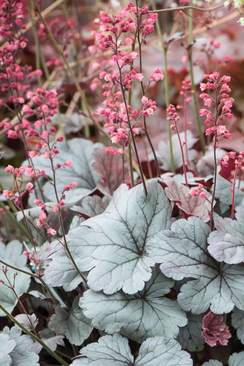 Alūnė ‘Silver Gumdrop’