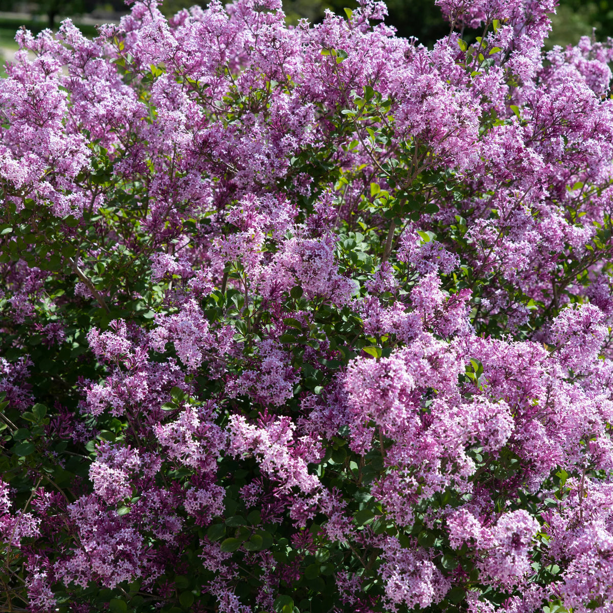 Alyva mejerio 'Palibin'