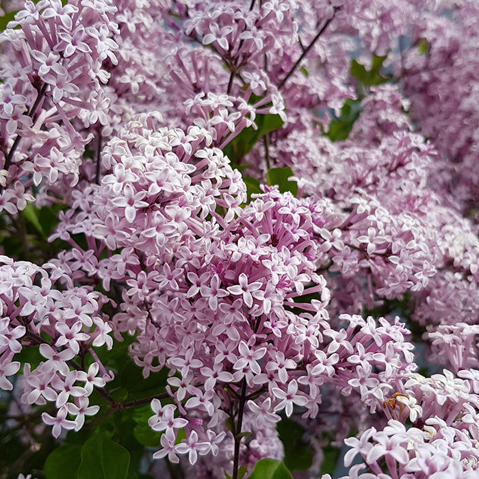 Alyva mejerio 'Palibin'