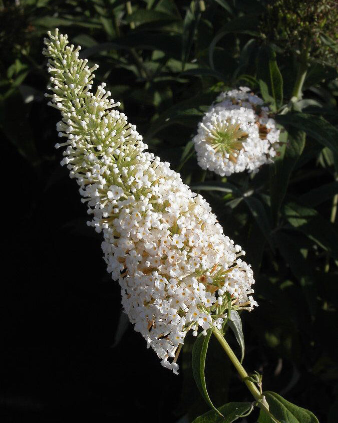 Budlėja ‘White Profusion’