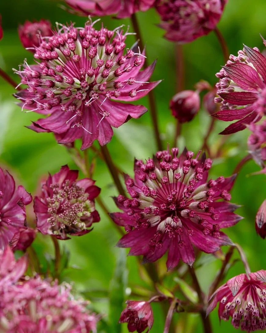 Astrancija 'Red Button'