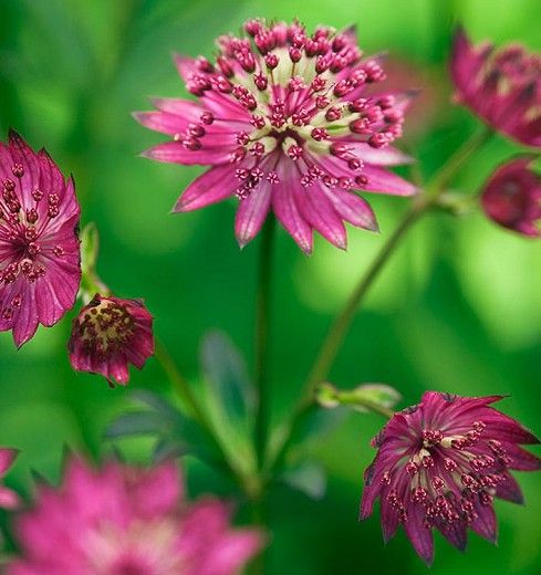 Astrancija 'Red Button'