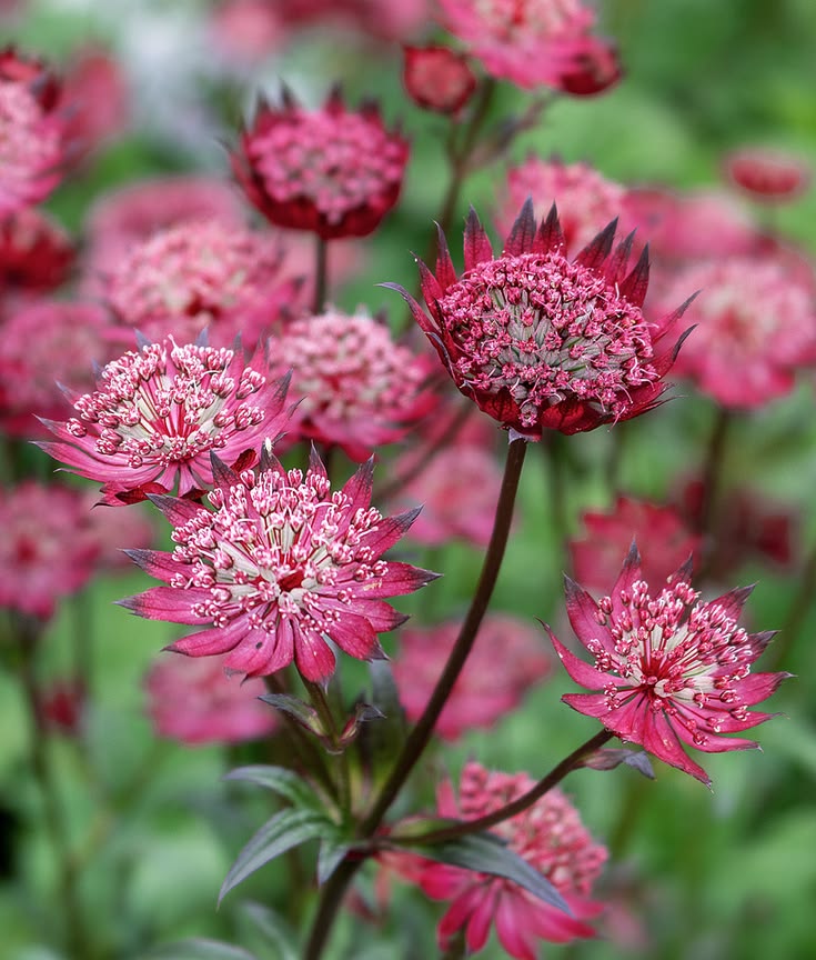 Astrancija 'Red Button'