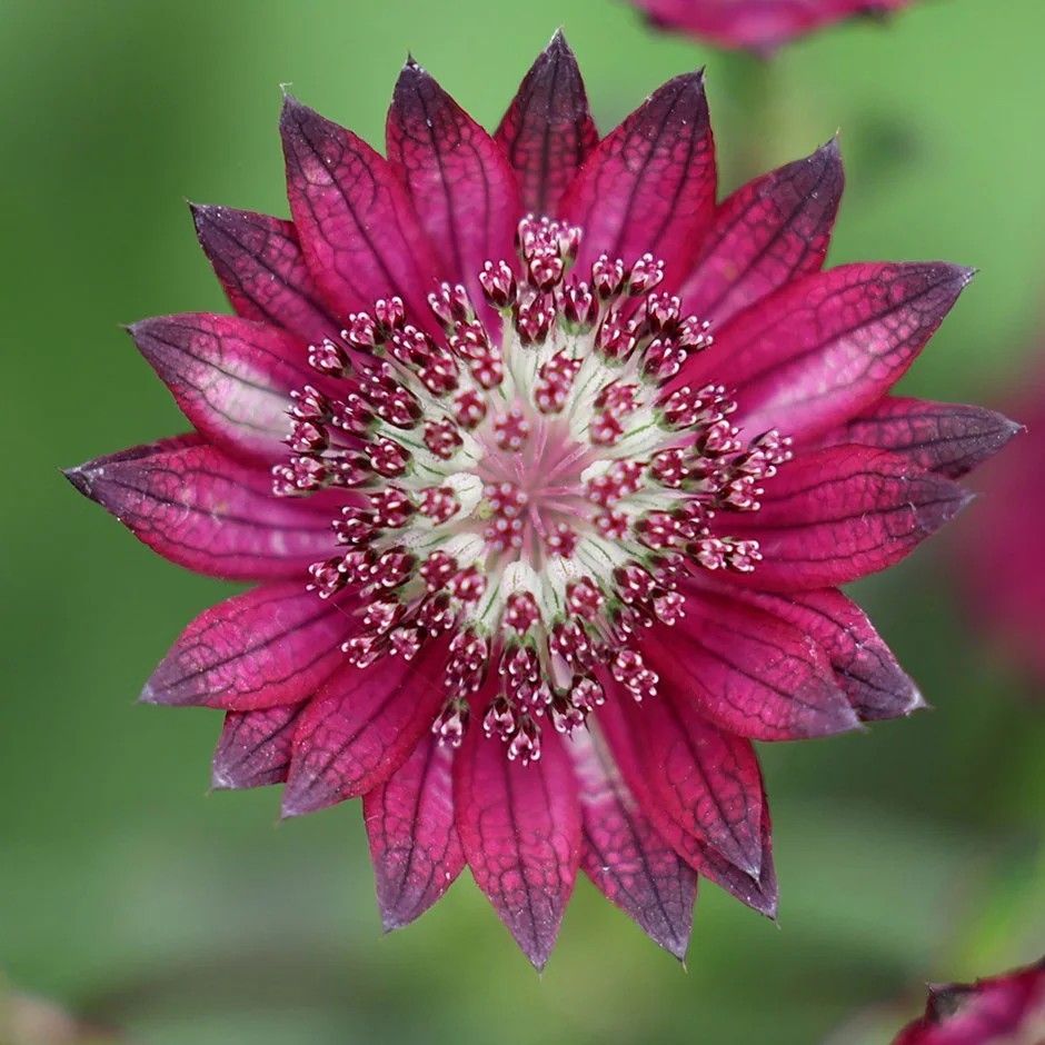 Astrancija 'Red Button'