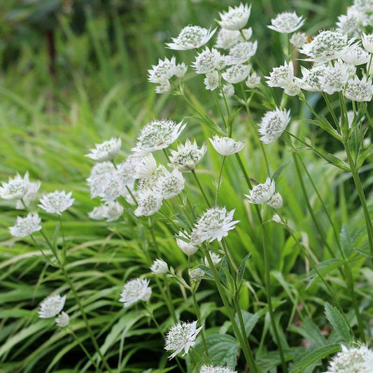 Astrancija 'White Sensation'