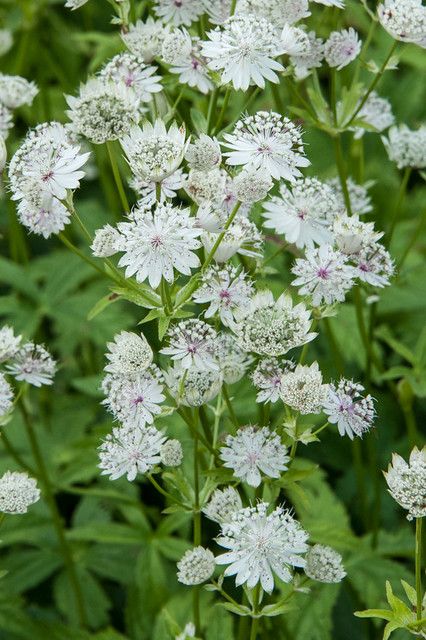Astrancija 'White Sensation'