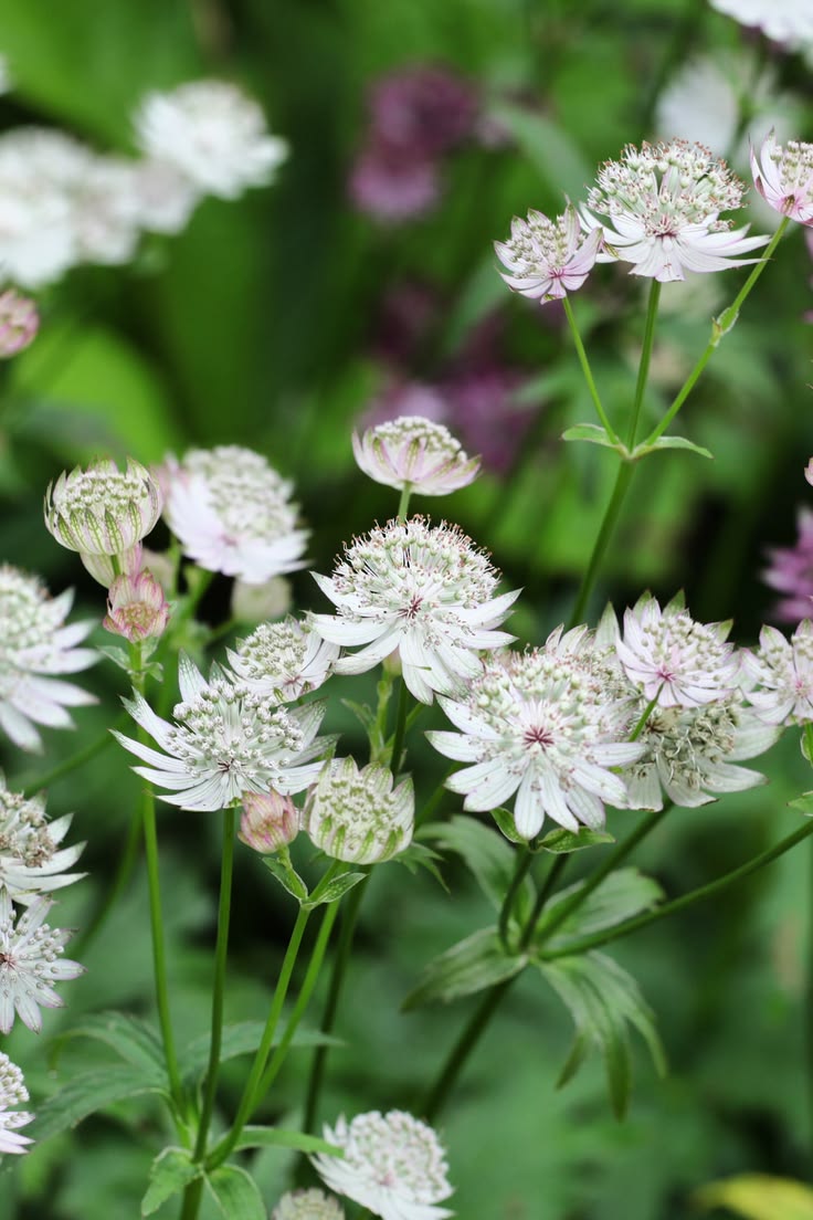 Astrancija 'White Sensation'