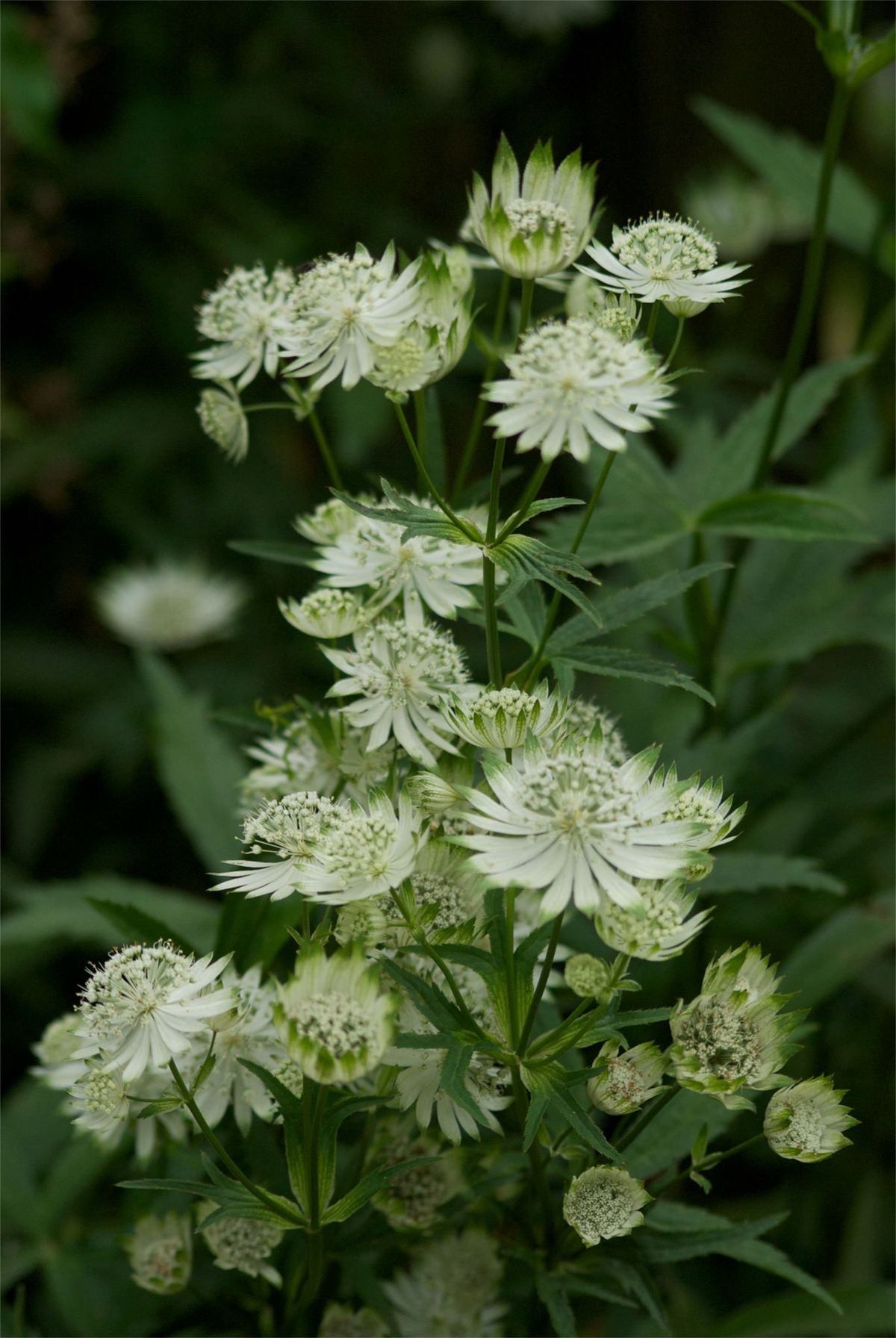 Astrancija 'White Sensation'