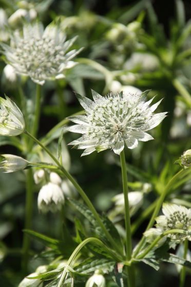 Astrancija 'White Sensation'