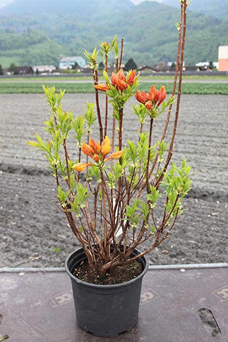 Azalija 'Csardas’