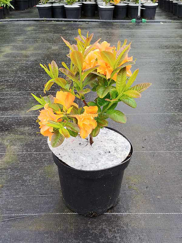 Azalija 'Csardas’