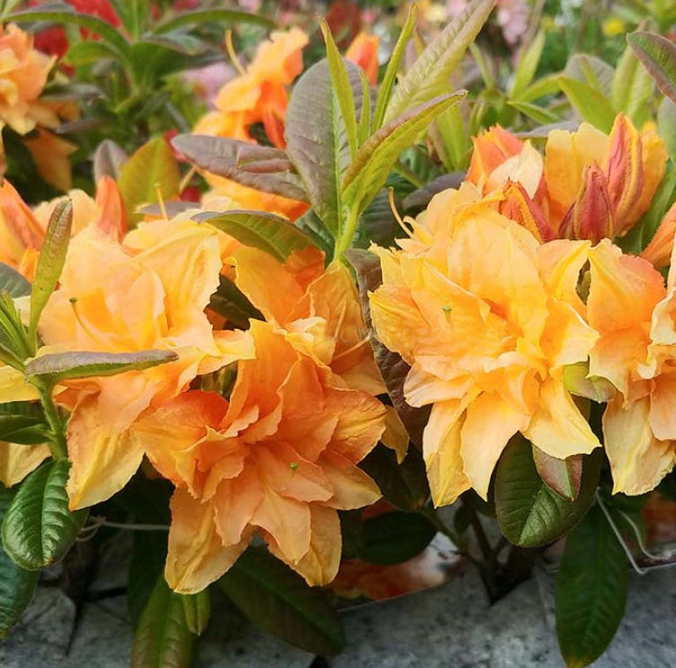 Azalija 'Csardas’