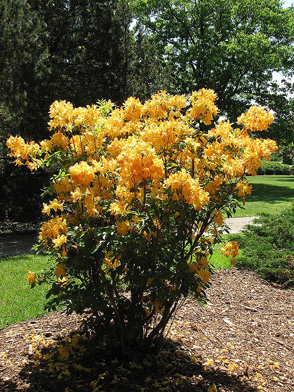 Azalija 'Golden Lights'