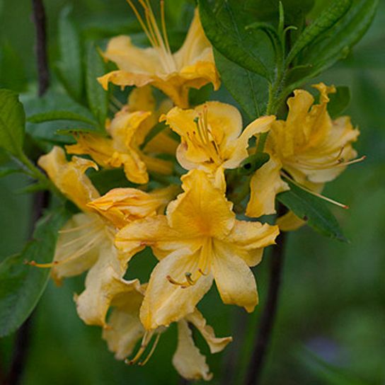 Azalija 'Golden Lights'