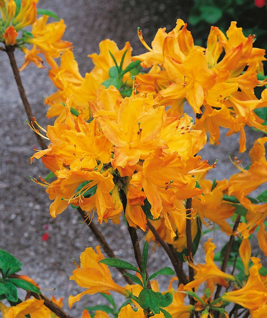 Azalija 'Golden Lights'