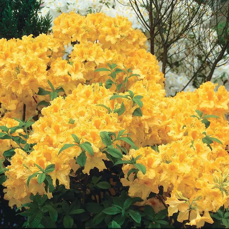 Azalija 'Golden Lights'