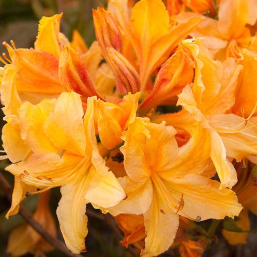 Azalija 'Golden Lights'