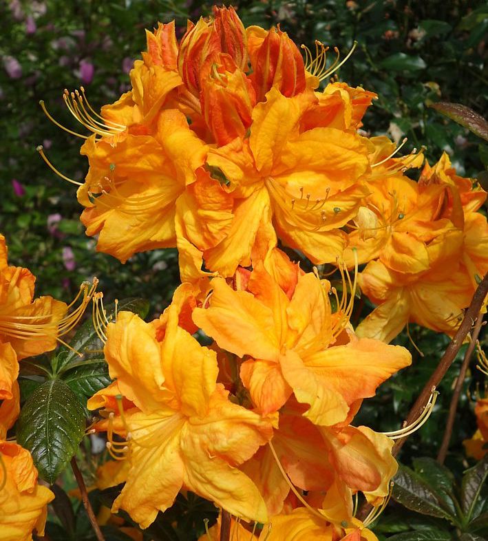 Azalija 'Klondyke'