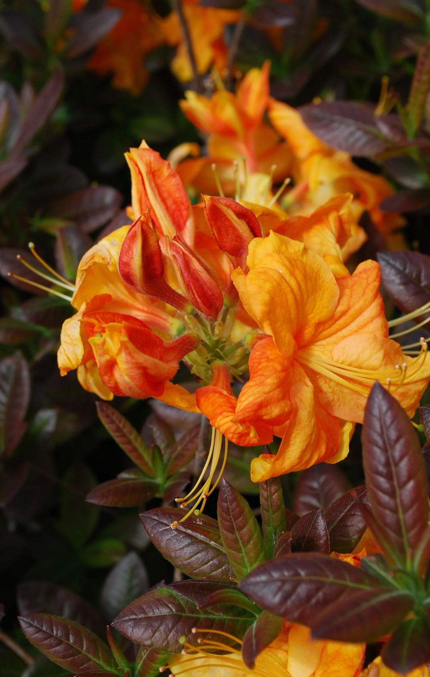 Azalija 'Klondyke'