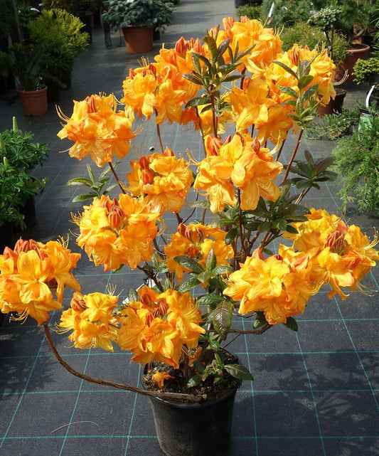 Azalija 'Klondyke'