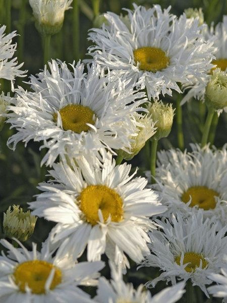 Baltagalvė ramunė ‘Crazy Daisy'