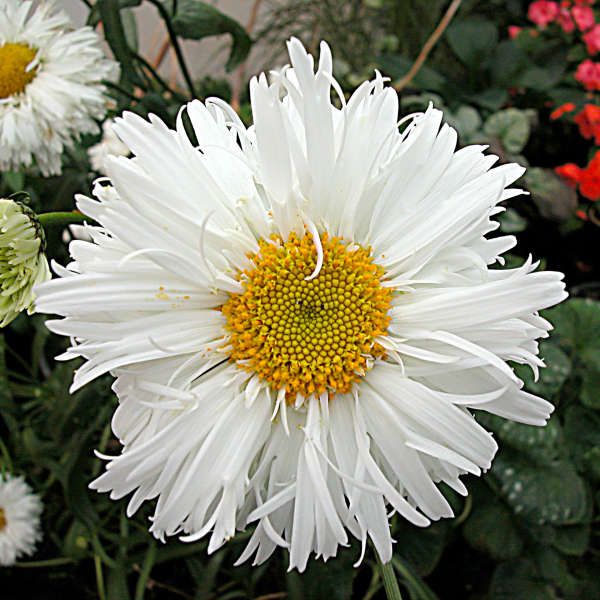 Baltagalvė ramunė ‘Crazy Daisy'