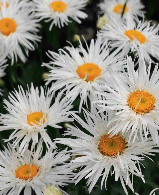 Baltagalvė ramunė ‘Crazy Daisy'