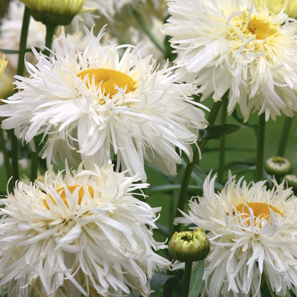Baltagalvė ramunė ‘Crazy Daisy'