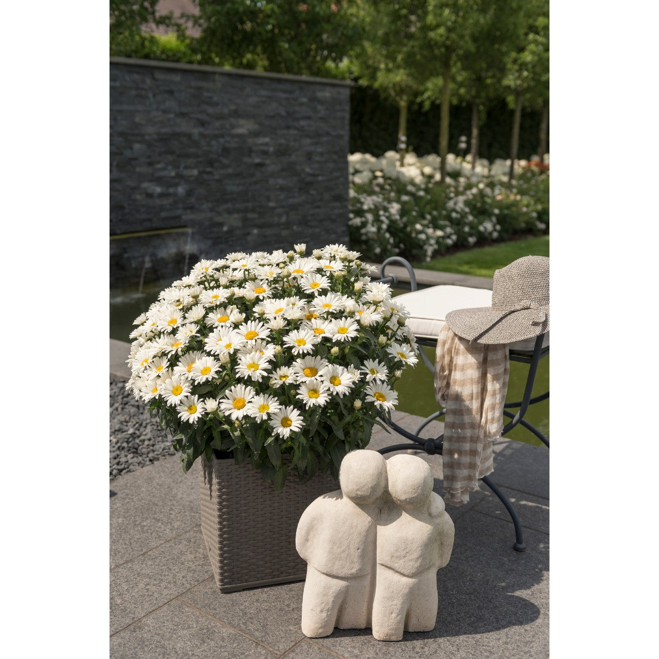 Baltagalvė ramunė ‘Sweet Daisy™ Christine’