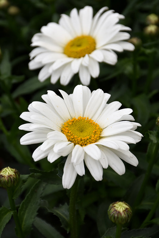 Baltagalvė ramunė ‘Sweet Daisy™ Christine’