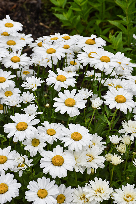 Baltagalvė ramunė ‘Sweet Daisy™ Christine’