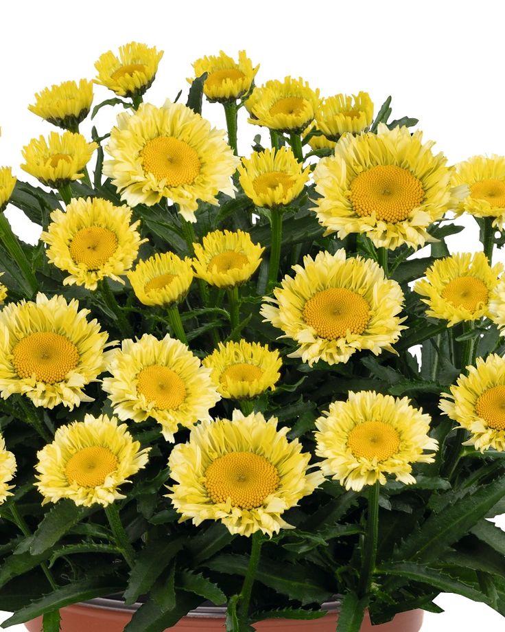 Baltagalvė ramunė ‘Sweet Daisy Izabel’