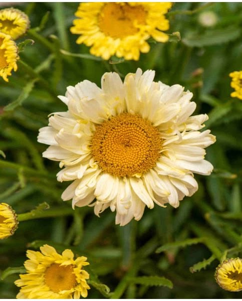 Baltagalvė ramunė ‘Sweet Daisy Izabel’
