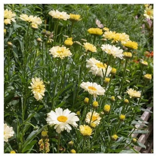 Baltagalvė ramunė ‘Sweet Daisy Izabel’