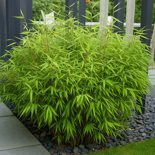 Bambukas ‘Gansu’