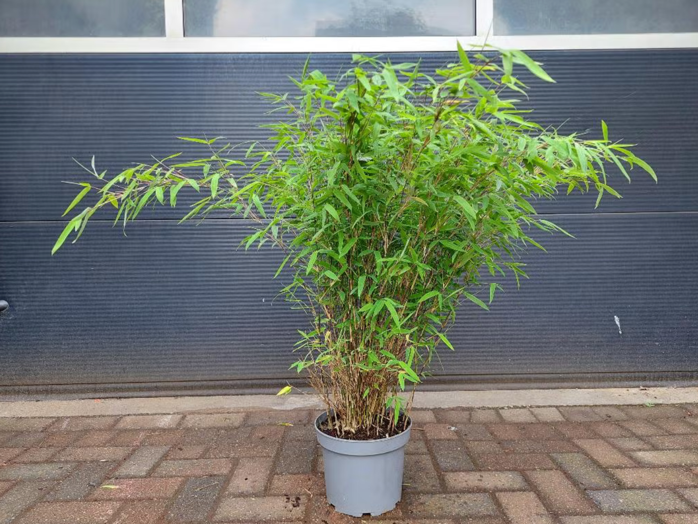 Bambukas ‘Gansu’