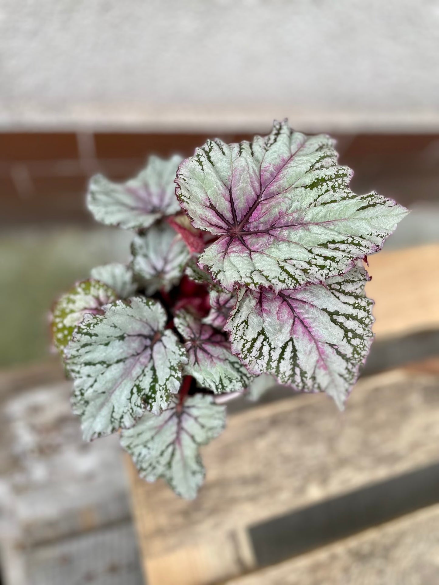 Begonija ‘Asian Tundra’