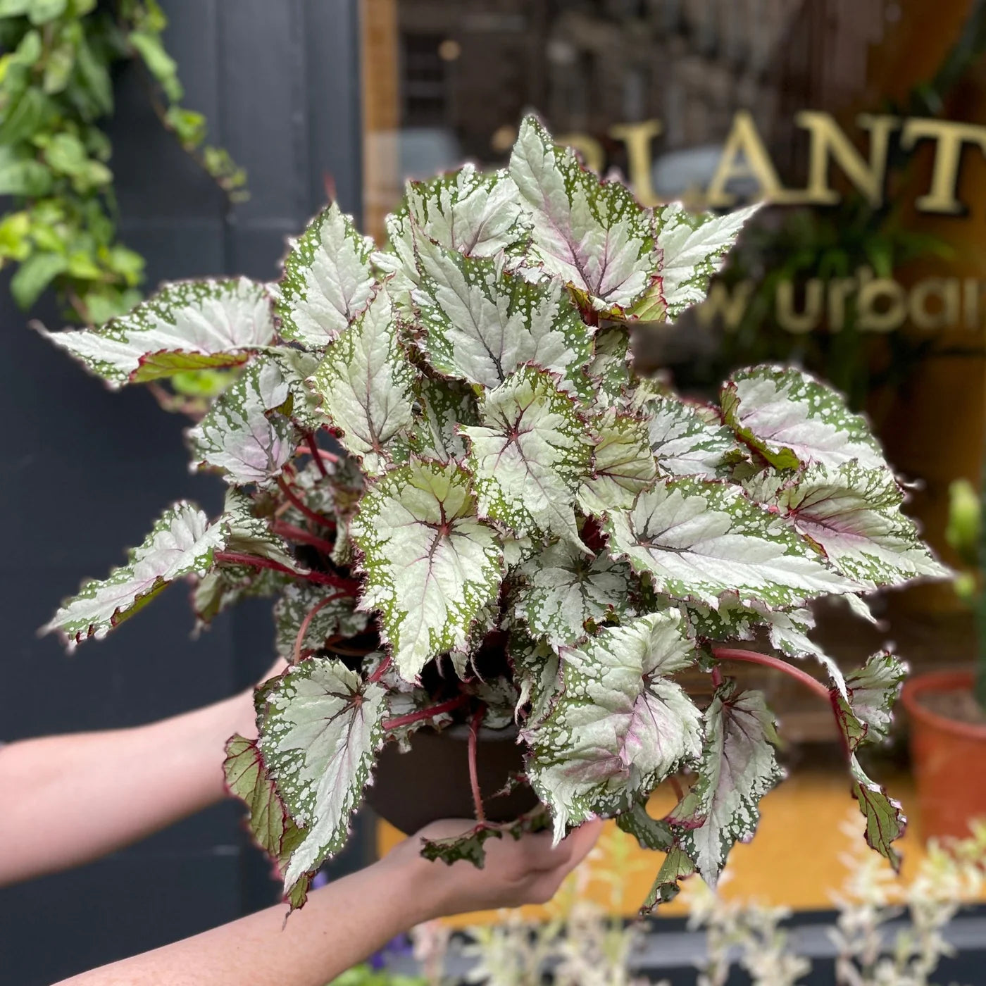 Begonija ‘Asian Tundra’